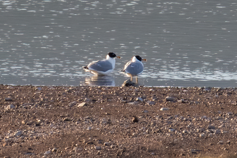 Pallas's Gull — Ana fotoğraf